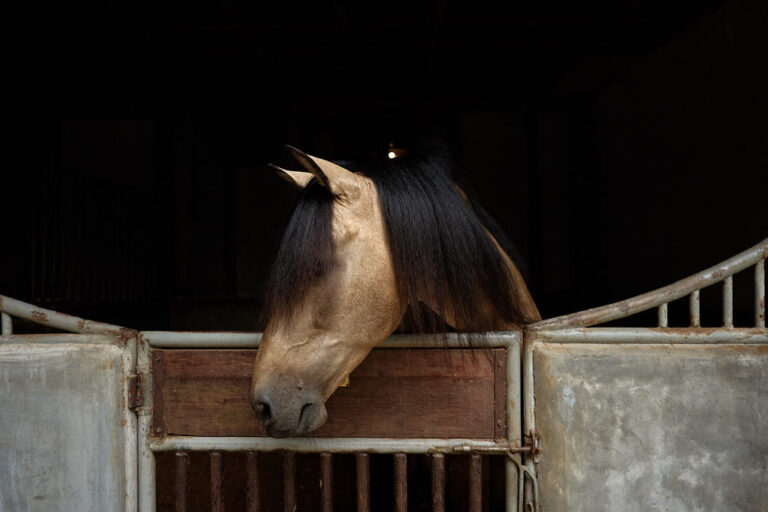 A Cowboy Story From A West Side Bali